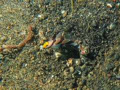 Stonogobiops xanthorhinicus