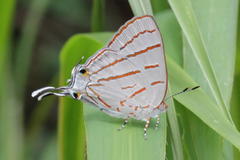 Hemiolaus caeculus caeculus