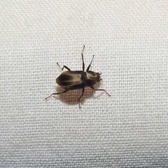 Helichus lithophilus