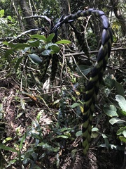 Tillandsia clavigera