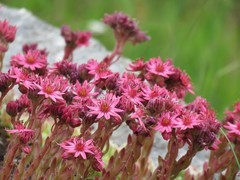 Sempervivum arachnoideum