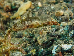 Acentronura breviperula