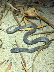 Pareas margaritophorus