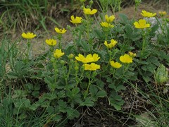 Potentilla grandiflora