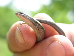 Ablepharus kitaibelii