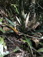 Tillandsia clavigera