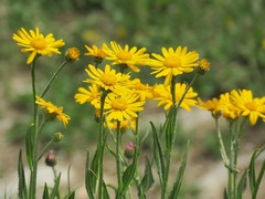 Senecio doronicum