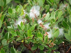 Salix foetida