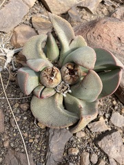Pleiospilos compactus