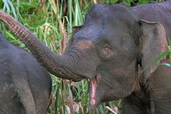 Elephas maximus borneensis