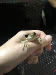 Osteopilus septentrionalis