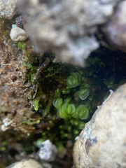 Solenostoma gracillimum