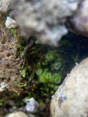 Solenostoma gracillimum