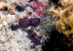 Chelonaplysilla noevus