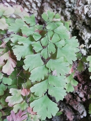 Adiantum capillus-veneris