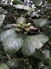 Citharexylum sulcatum