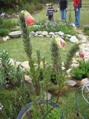Orothamnus zeyheri