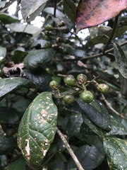 Citharexylum sulcatum