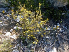 Oedera steyniae