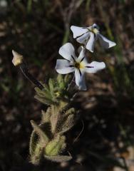 Jamesbrittenia maxii