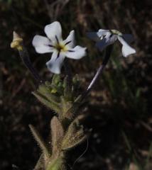 Jamesbrittenia maxii