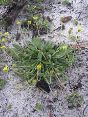 Othonna bulbosa