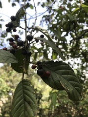 Frangula sphaerosperma