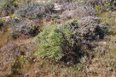 Calobota halenbergensis