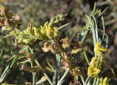 Calobota halenbergensis