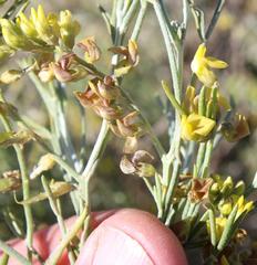 Calobota halenbergensis