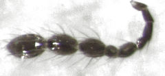 Baeocera abrupta