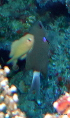 Pycnochromis caudalis