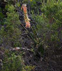Gasteria acinacifolia