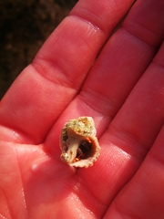 Chilodontaidae