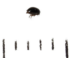 Baeocera abrupta