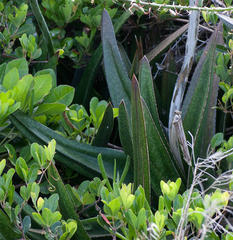 Gasteria acinacifolia