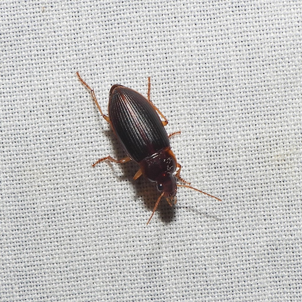 Notiobia terminata from Audrey Carroll Audubon Sanctuary on August 12