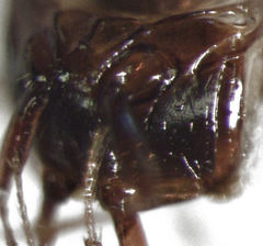 Baeocera abrupta