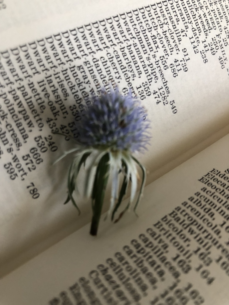 Eryngium aquaticum ravenelii in August 2021 by picbor. whiteoak