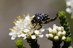 Pachycnema crassipes