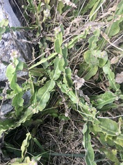 Baccharis jocheniana