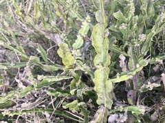 Baccharis jocheniana