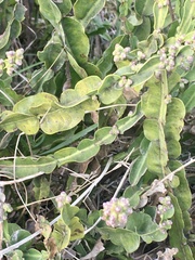 Baccharis jocheniana