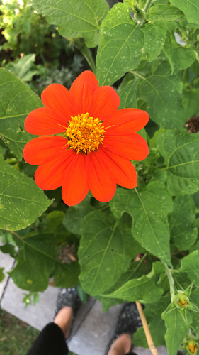 Red Sunflower
