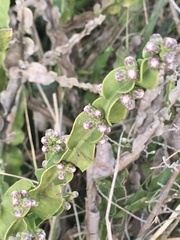 Baccharis jocheniana
