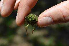 Dyticopycna semiclara