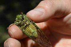 Dyticopycna semiclara