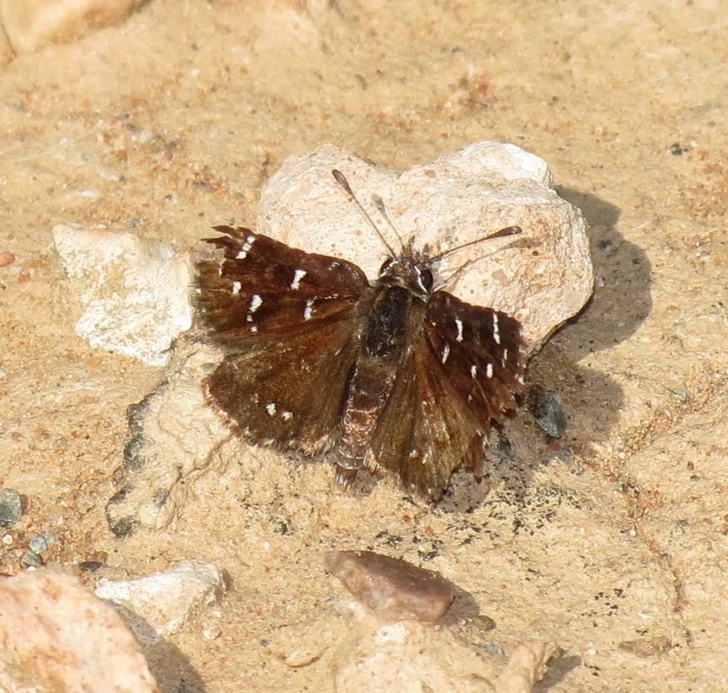 Karoo Dancer