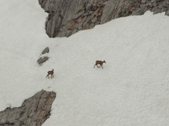 Rupicapra pyrenaica parva