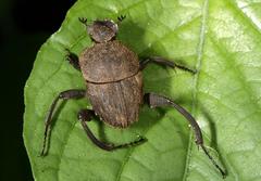 Sisyphus impressipennis